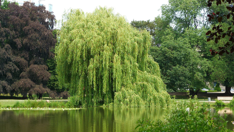 Maschpark 02