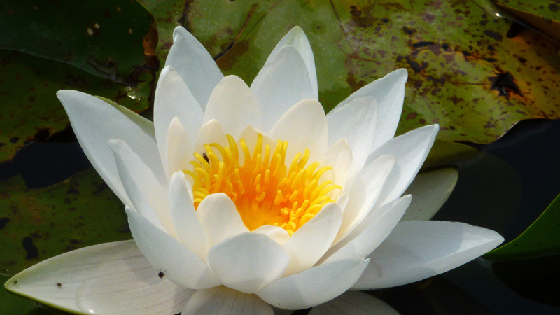 Seerose 02