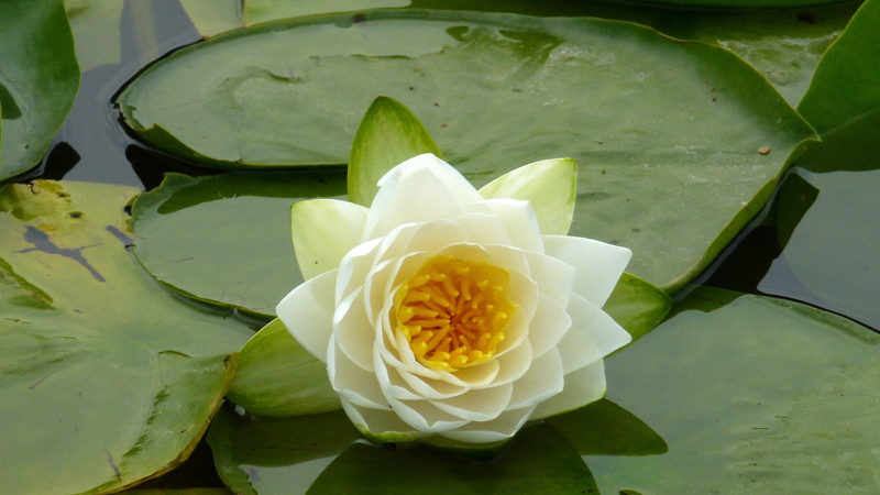 Seerose 03