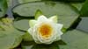 Seerose 03
